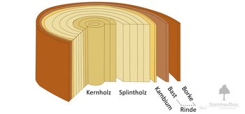 09e_Stammaufbau_Borke-webbearb