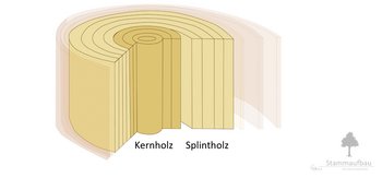09b_Stammaufbau_Splintholz-webbearb