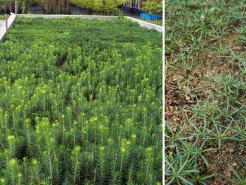 04. Landesforstgarten image-54233