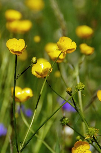 Pflanze-Blume-Hahnenfuss-Au-wg-2017-_5_-webbearb