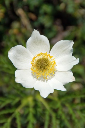 Pflanzen-Blumen-Alpenanemone-Freschen-wg-2021-_14_-webbearb