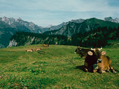 04. Gebirgslandschaft image-16078