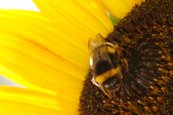 Dunkle Erdhummel (Sonnenblume) image-63379