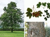 06. Ahorn image-67925