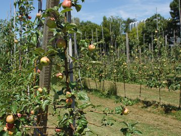 08. Obstkultur und -verarbeitung image-54757