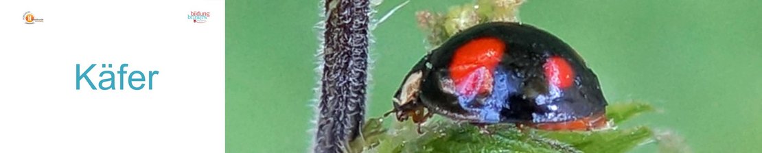 32a_Kaefer-Panorama-quer