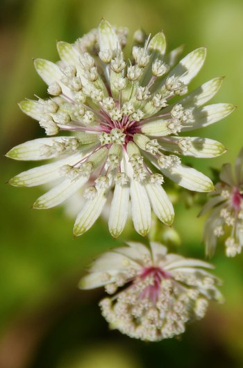 Blume-Sterndolde-Freschen-wg-2020-_53_-webbearb