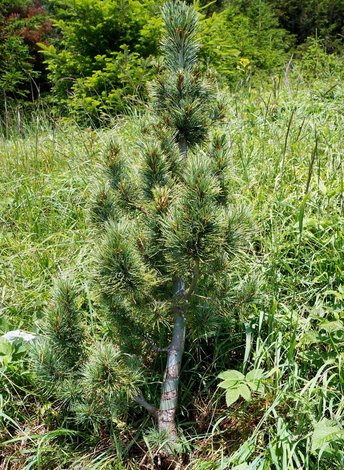 Zirbe-Baum