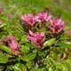 41. Rostblätterige Alpenrose image-6144