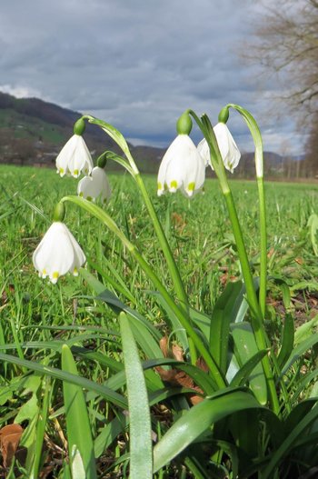 Blume-Maerzenbecher-s-Schmidinger-2017-_2_-webbearb