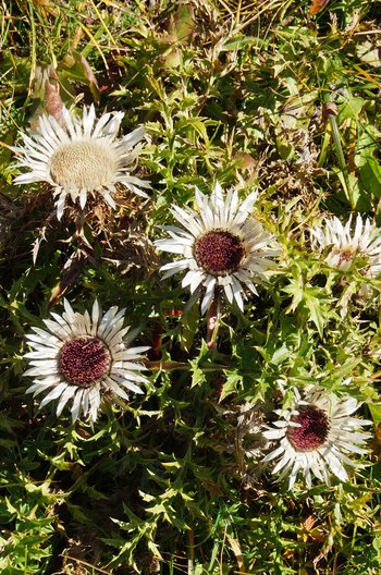 Silberdistel-Nenzinger-Himmel-wg-2016-_1_-webbearb