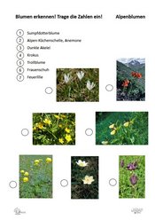 ABL_Alpenblumen_Blumen_erkennen