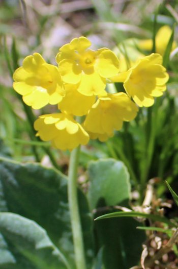 Aurikel-Warther-Horn-2016-wg-_2_-webbearb