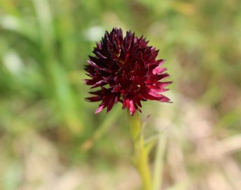 Brunella-Schwarzes-Kohlroeschen-Warther-Horn-2016-wg-_2_-webbearb
