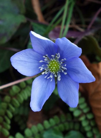 05-Blumen-Leberbluemchen-Fruehblueher-Detail-ss-2026-webbearb