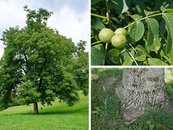 26. Walnuss image-67945