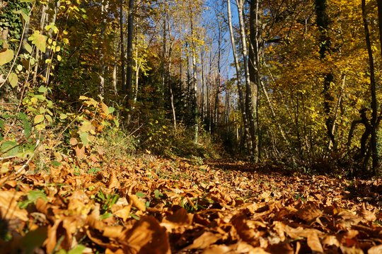 12. Laubwald 12. Laubwald