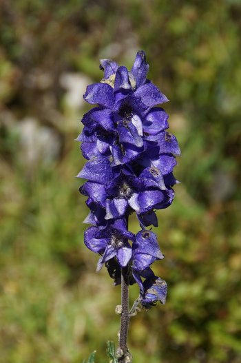 Blauer-Eisenhut-_2_-webbearb