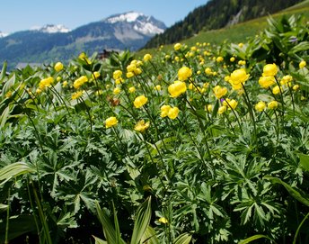 Pflanze-Blume-Trollblume-Au-wg-2017-_8_-webbearb