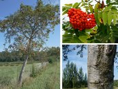 09. Eberesche image-67928