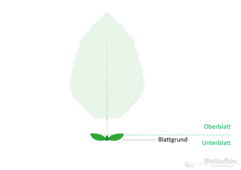 12b_Blattaufbau_Blattgrund