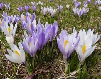 05a-Kroku-_2_-SS-webbearb