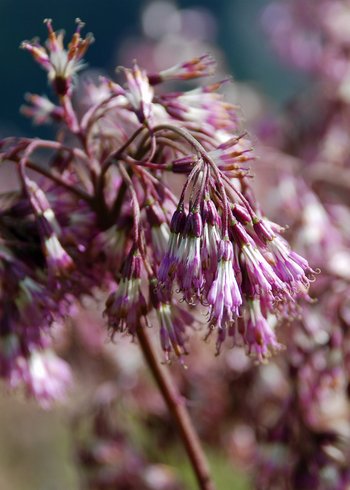 Alpen-Dost_Bluete_1-am-2020-webbearb