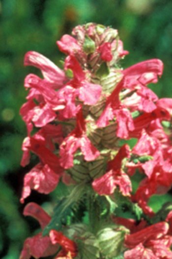 UHVf18_56-quirlblaettriges-Laeusekraut-hoch-webbearb