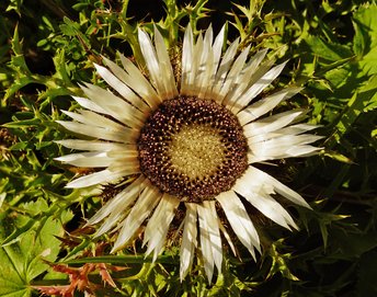 Blume-Silberdistel-Hoher-Freschen-wg-2017-_146_-webbearb