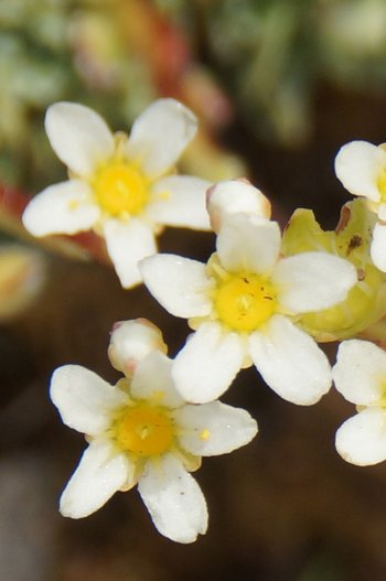 Blume-Traubensteinbrech-Mutschen-CH-wg-2018-_182_-webbearb