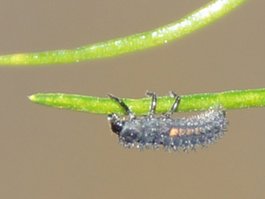 Larve (asiatischer) image-63335