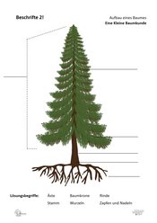 ABL_Kleine_Baumkunde_Beschrifte_2_Aufbau_eines_Baumes