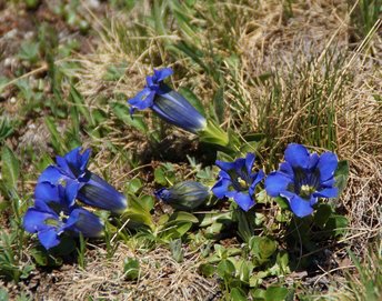 Blume-Enzian-breitblaettrig-Motafon-Versallspitze-Wiegensee-wg-2019-_5_-webbearb