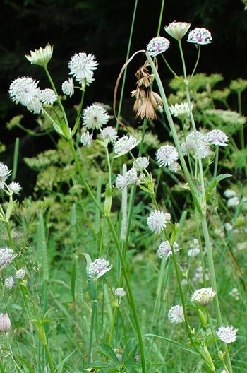 Blume-Sterndolde-wg-2015-_4_-webbearb