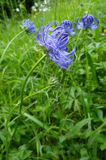 3500198-30-Teufelskralle-webbearb