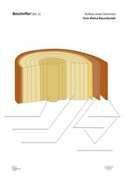 ABL_Kleine_Baumkunde_Beschrifte_1_Aufbau_eines_Stammes
