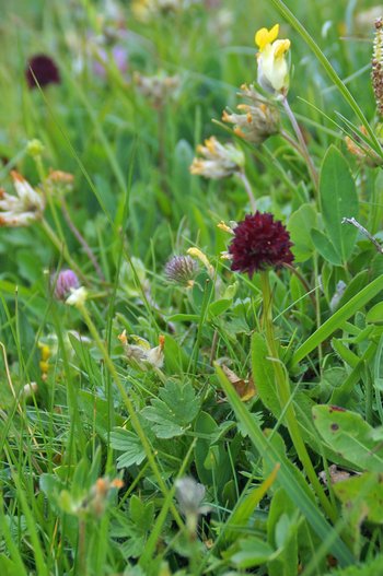 Blume-Brunella-Mutschen-CH-wg-2018-_196_-webbearb