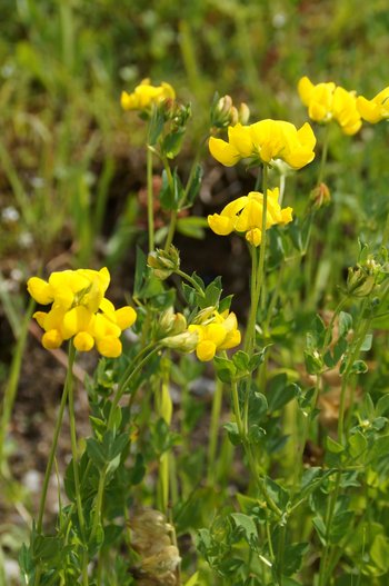 Hornklee_-Gemeiner-im-jp-2013-_3_-webbearb