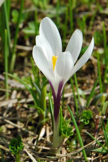 UHVf18_04-Krokus-Siegfried-webbearb