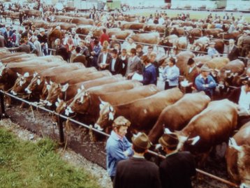 49. Viehmarkt im Schoren image-5077