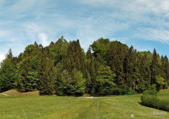 01_Baeume