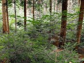 01. Wald image-67919