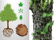 41. Vorarlberg-Material: Eine kleine Baumkunde image-67962