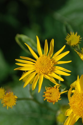 Alpen-Kreuzkraut_Bluete_1-am-2020-webbearb