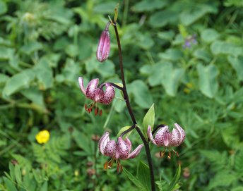 Blume-Tuerkenbund-Mutschen-CH-wg-2018-_63_-webbearb