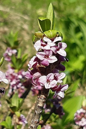 Seidelbast_Bluete_1-am-2020-webbearb