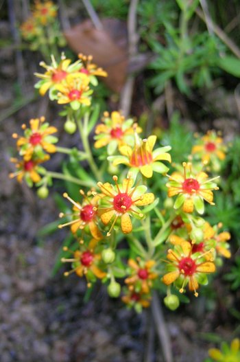 UHVF18_26-Fetthennensteinbrech-inatura-webbearb