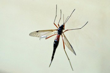 schwarze Kammschnake image-89666