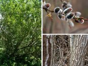 27. Weide image-67946