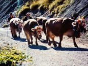 01. Alpabfahrt image-6576